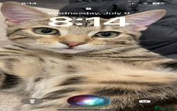 Birman cats for sale: Mixed Birman Tabby male cat  - Advert 1