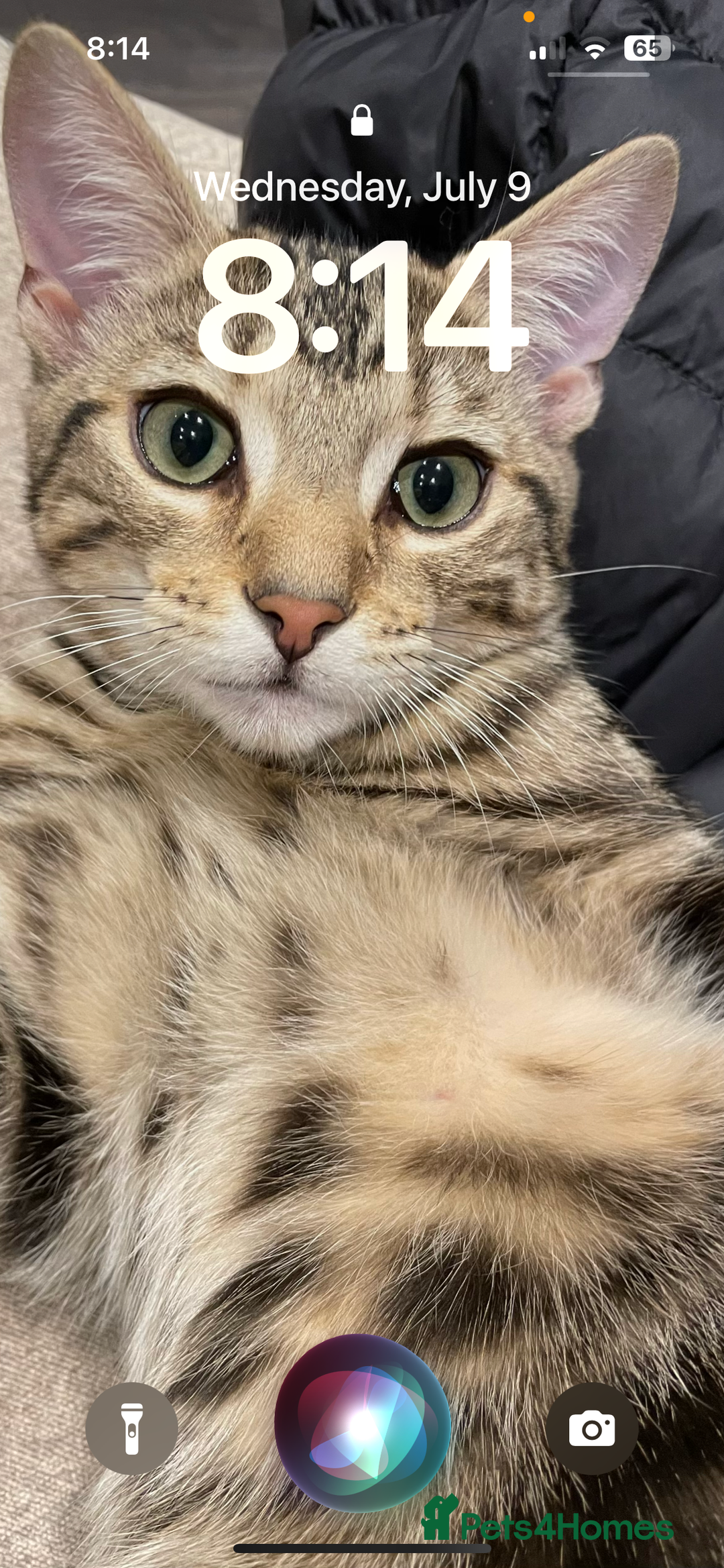 Birman cats for sale: Mixed Birman Tabby male cat  - Advert 1