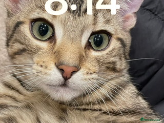 Birman cats Mixed Birman Tabby male cat - Advert 1