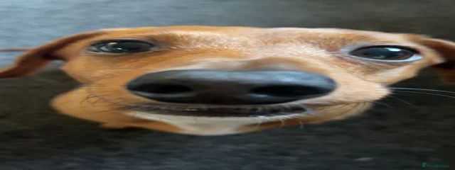 Link