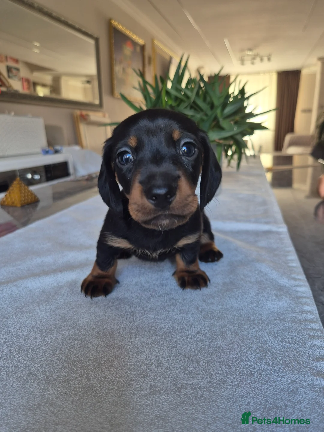 Miniature Dachshund dogs for sale: Beautiful Miniature Dachshund Puppies!💙💙♥️♥️♥️ - Advert 2