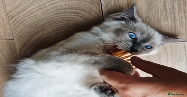 Ragdoll cats - Advert 13