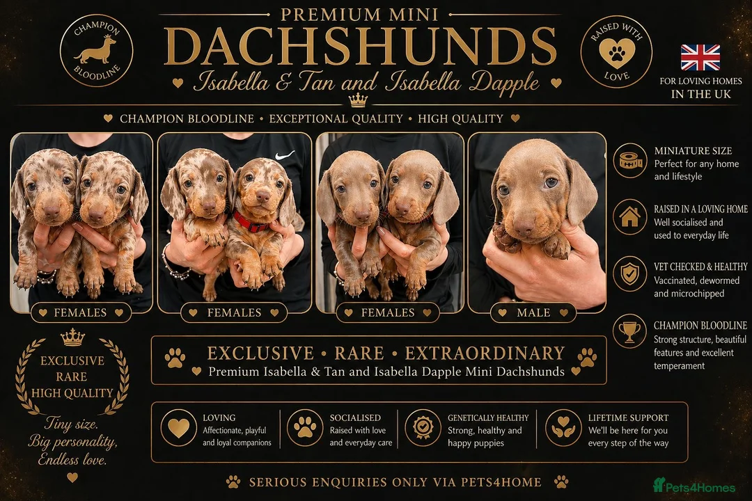Miniature Dachshund dogs for sale: Miniature Dachshund Puppies – Champion Bloodline - Advert 2