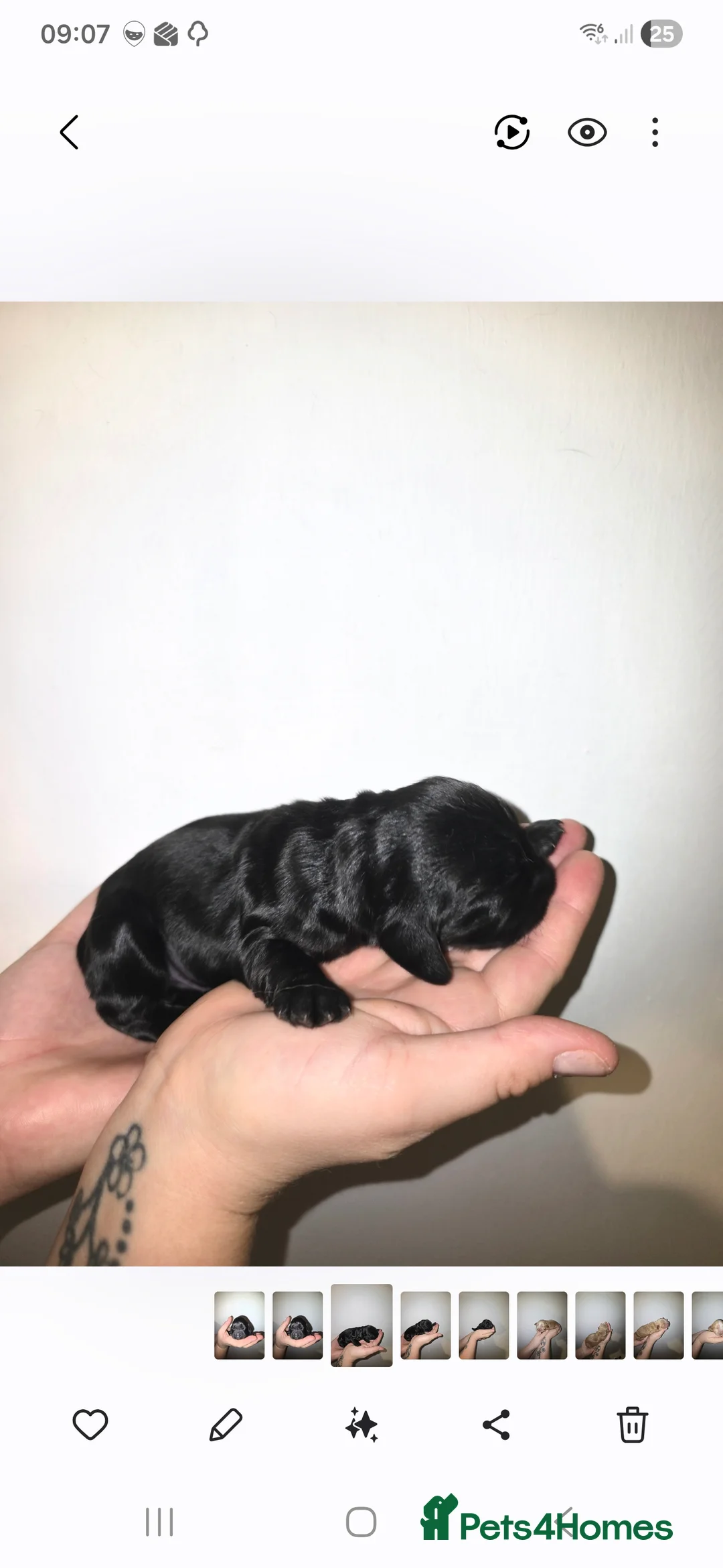 Cocker Spaniel dogs for sale: Cocker spainel puppies - Advert 32