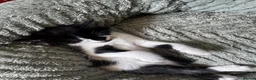 Mixed Breed cats for sale: Beautiful Baby Kittens  - Advert 10