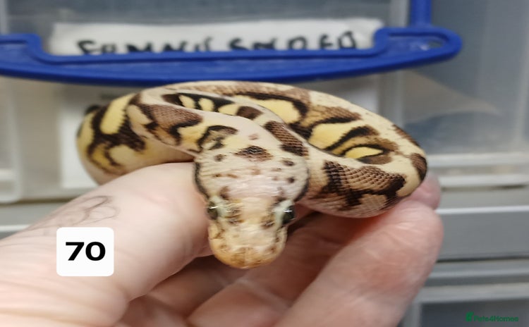 Python Snake reptiles - Advert 11