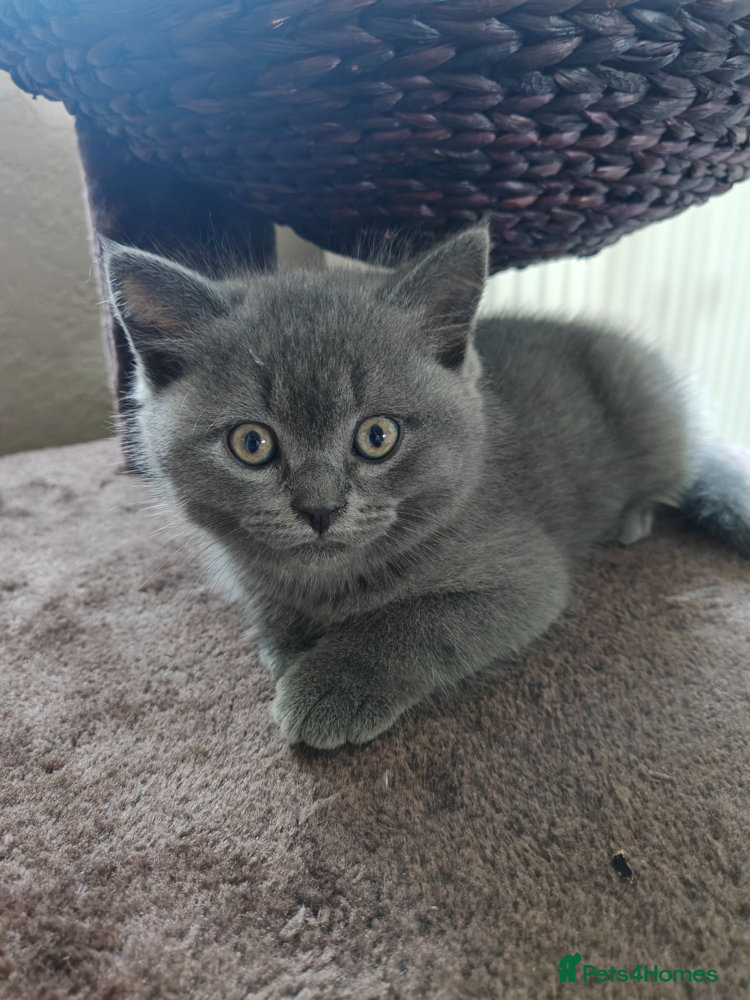 British Shorthair cats Boy BSH Kitten grey  - Advert 6
