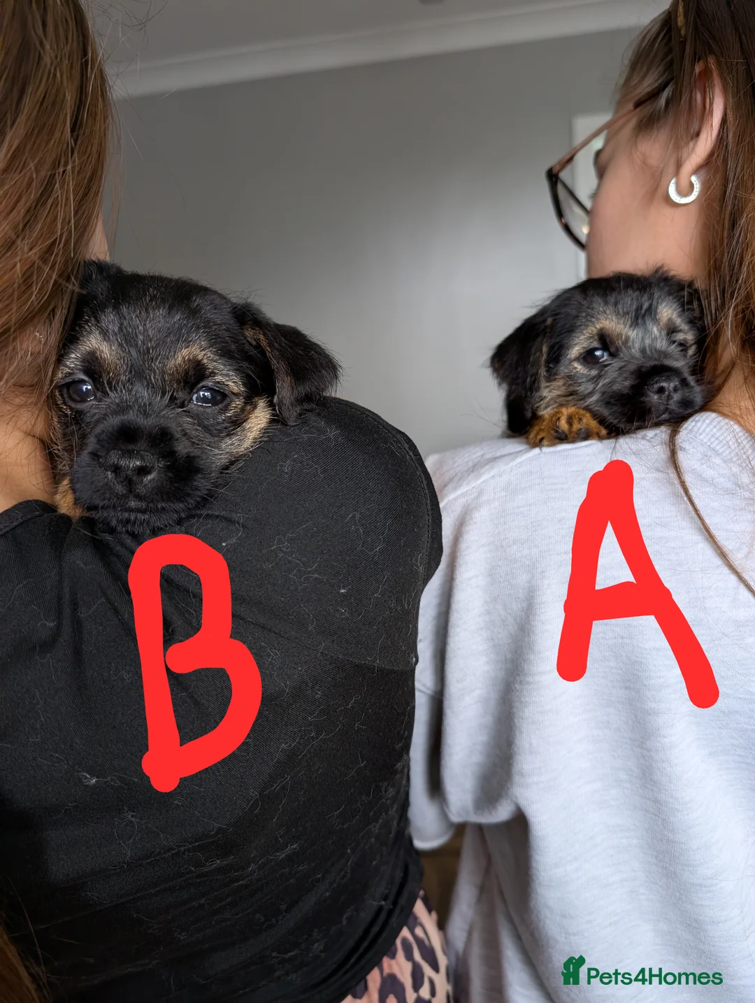 Border Terrier dogs for sale: Beautiful Border Terrier Puppies - Advert 3