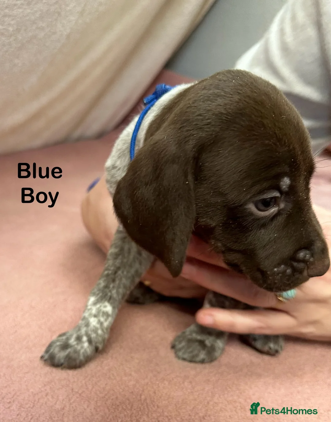 German Shorthaired Pointer dogs for stud: GSP Stud - Proven - Now available - Working / Pet  in Preston - Advert 8