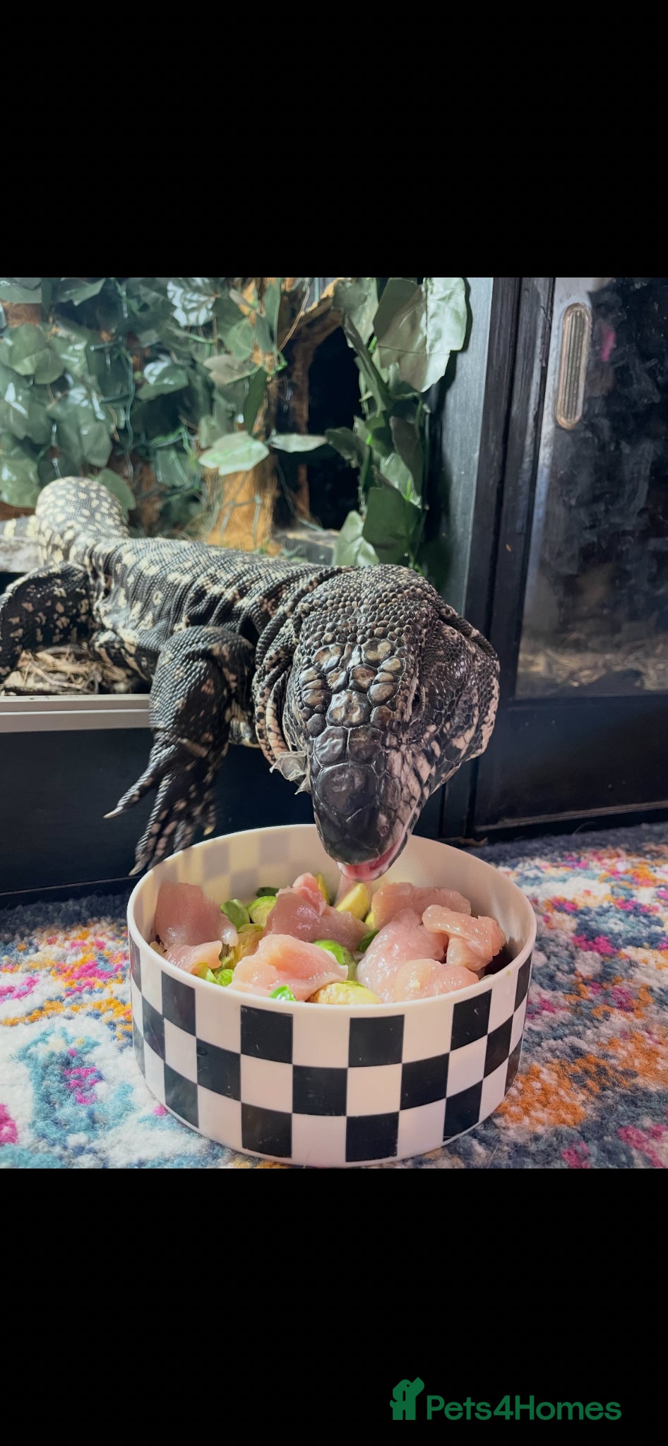 Lizard reptiles Black and white Argentinian tegu  - Advert 6