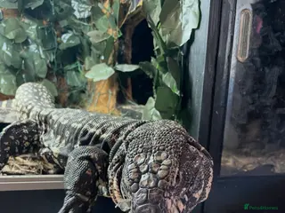 Lizard reptiles Black and white Argentinian tegu - Advert 6