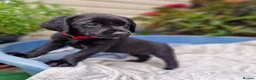 Springador dogs for sale: BEAUTIFUL SPRINGADOR PUPPIES - Advert 30