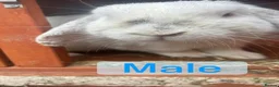 Mini Lop rabbits for sale: Female/ male mini lop - Advert 1