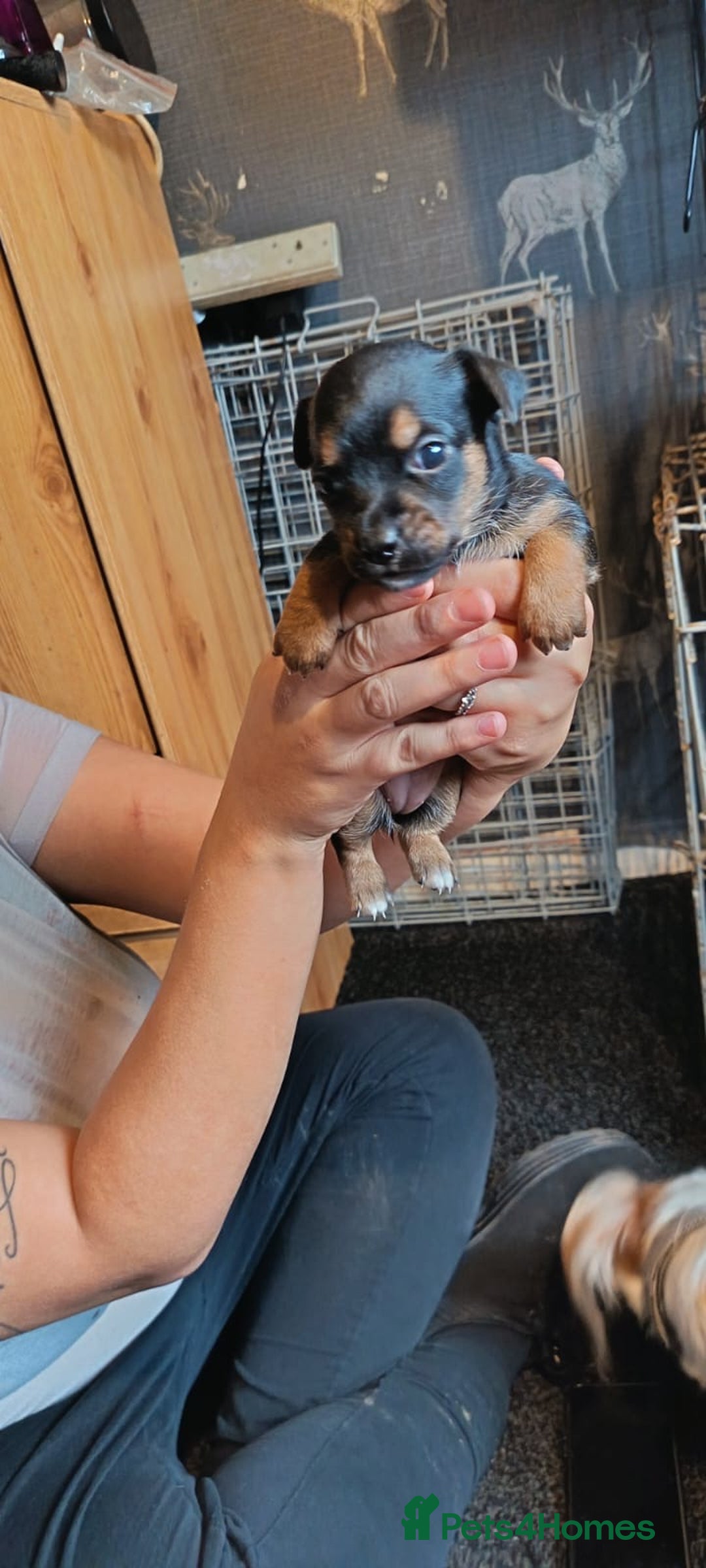 Mixed Breed dogs for sale: Jack Russell x dash x Chihuahua - Image 5