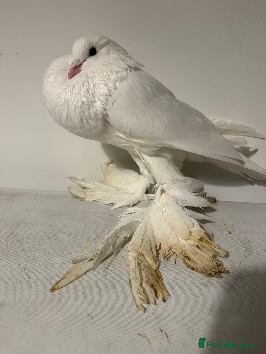 Pigeons birds for sale: Fancy birds  - Advert 8