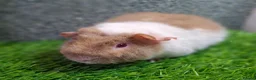 Guinea Pig rodents for sale: Attractive baby boy Guinea Pigs - Advert 3