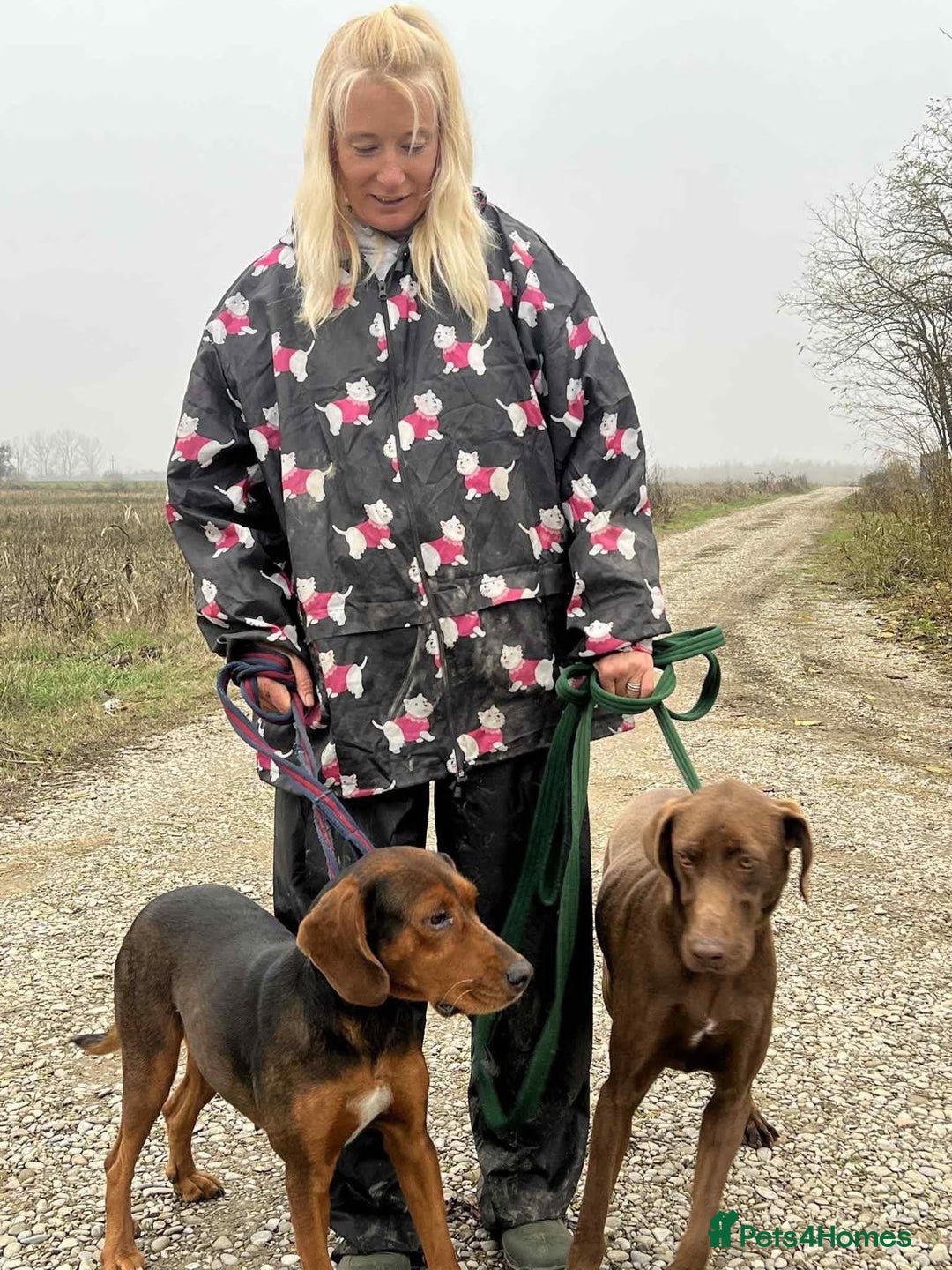 Mixed Breed dogs for adoption: Runa - Norwich Norfolk  - Advert 16