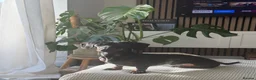 Miniature Dachshund dogs for sale: Winnie the miniature dachshund  - Advert 2