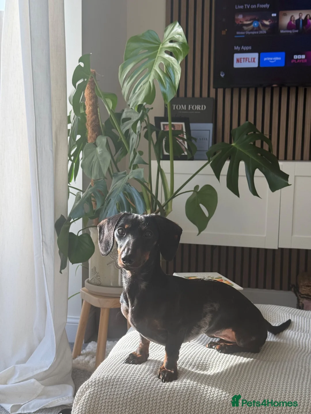 Miniature Dachshund dogs for sale: Winnie the miniature dachshund  - Advert 2