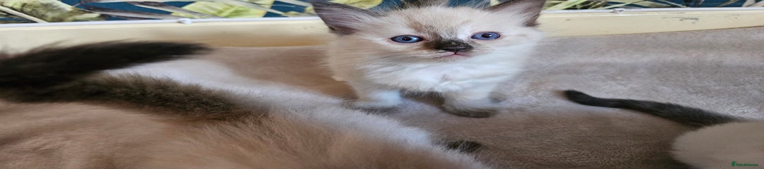 Ragdoll Kitten 4
