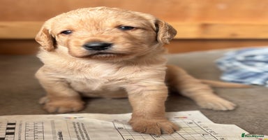 Labradoodle dogs - Advert 2