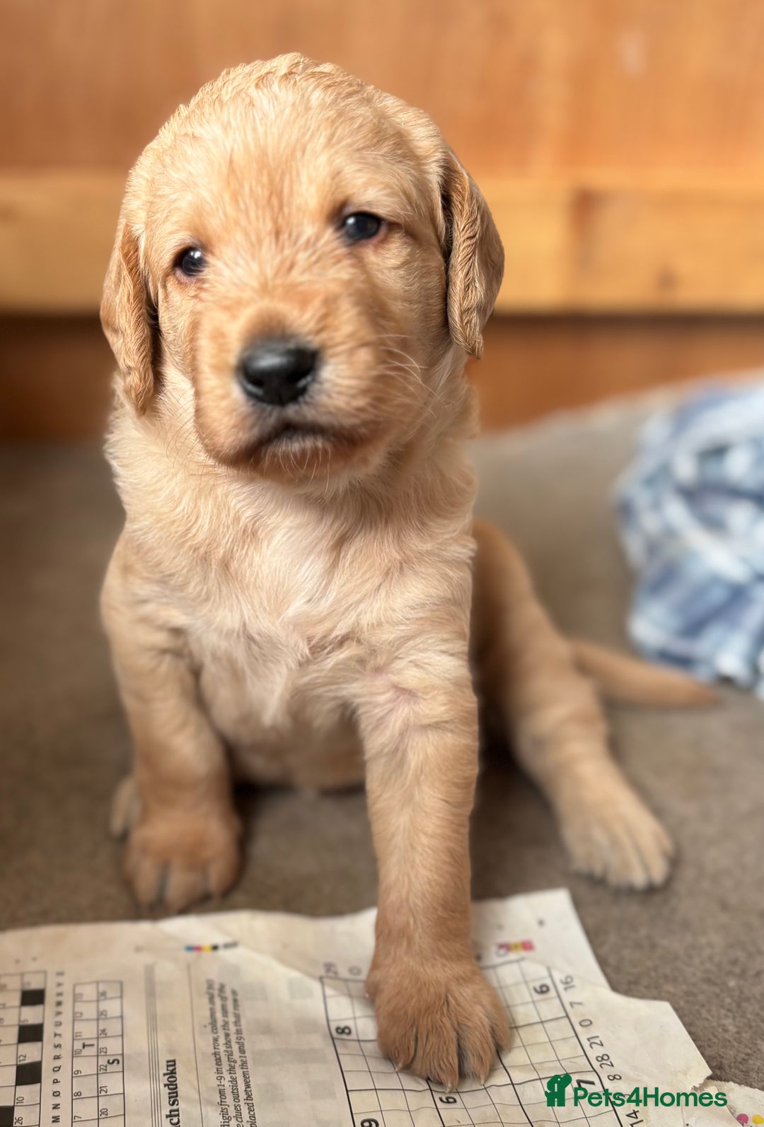 Labradoodle dogs for sale: F1 Labradoodles  - Image 3