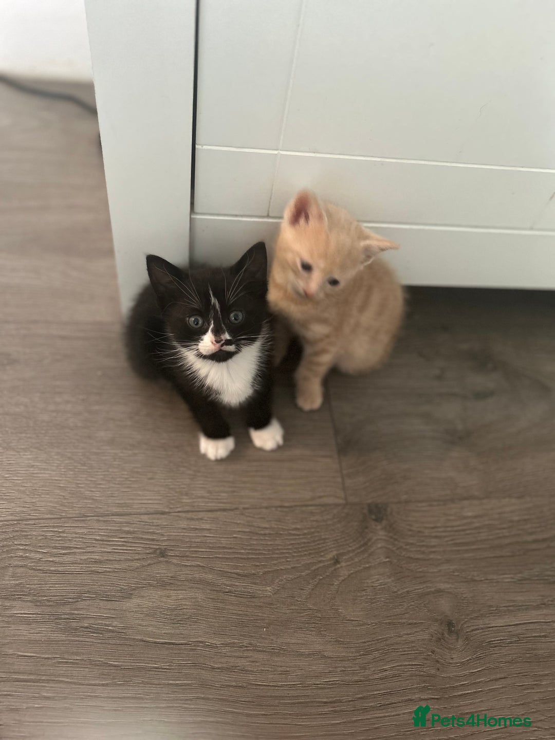 Mixed Breed cats for sale: 3 beautiful kittens for sale  - Image 12