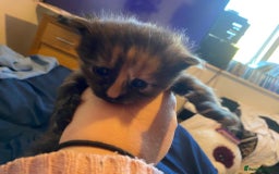American Shorthair cats for sale: 6 kittens  - Image 15