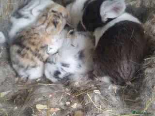 Mini Lop rabbits Pure bred mini lop babie rabbits 🐇 - Advert 1