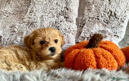 Maltipoo dogs for sale: F1 Beautiful Maltipool Puppies - Advert 30