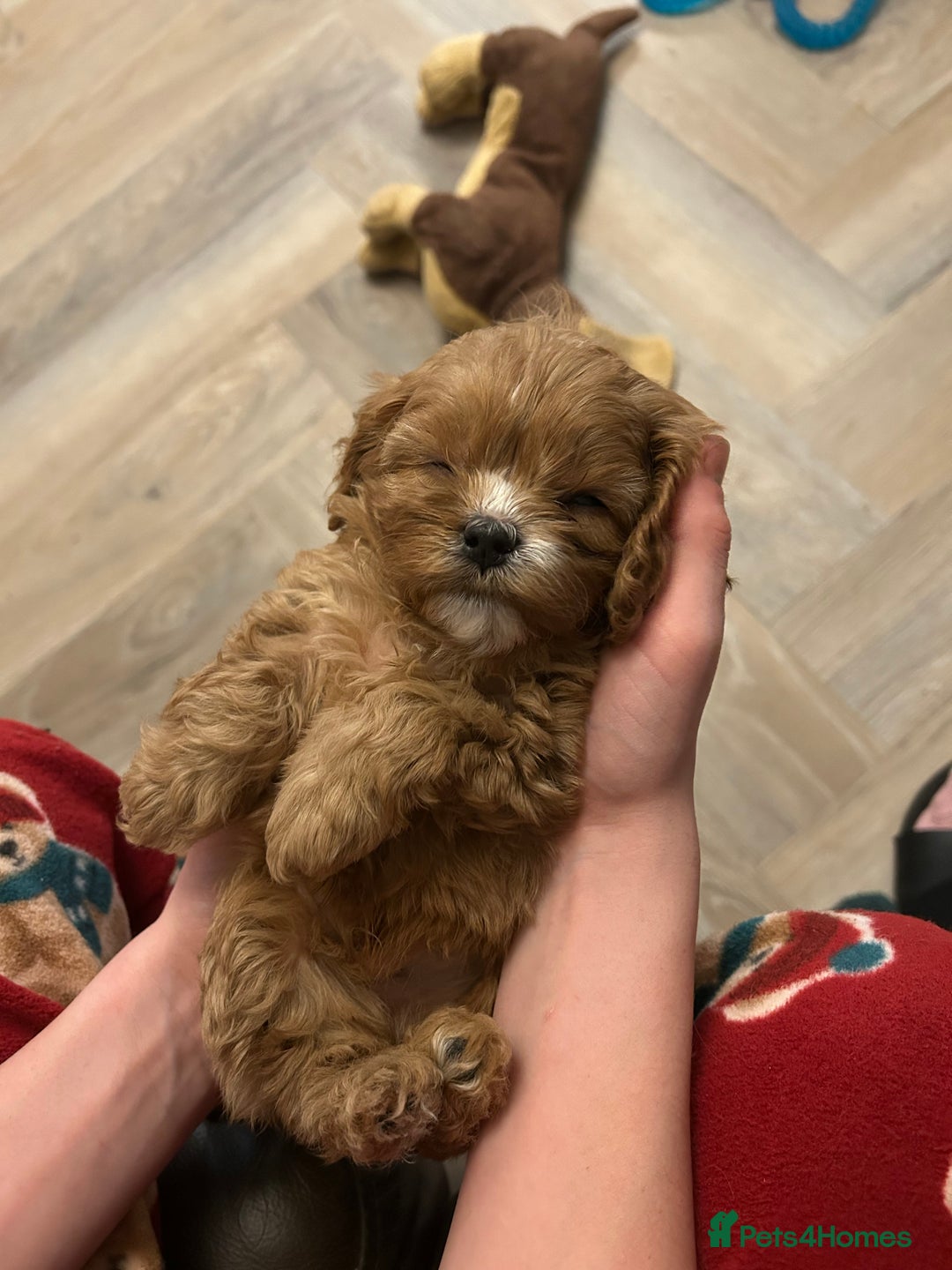 Cavapoo dogs for sale: Cavapoo FlbR - Advert 1