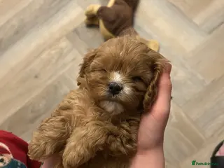 Cavapoo dogs Cavapoo FlbR - Advert 6