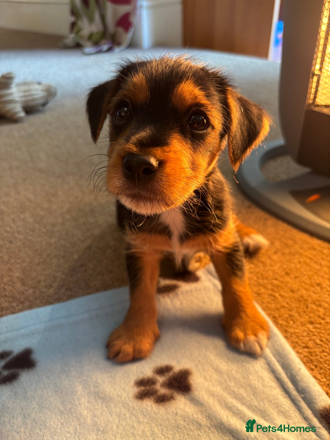 Jack Russell dogs for sale: Jack Russell terrier Pups!  - Advert 28