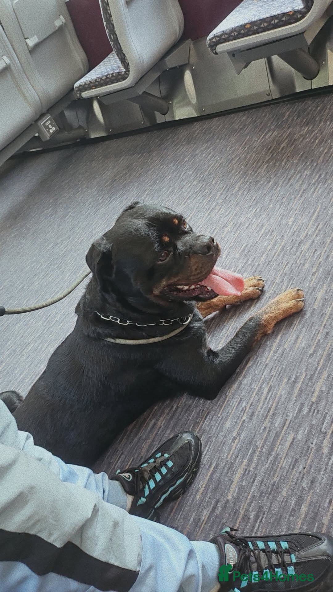 Rottweiler dogs for sale: Thito  - Advert 2