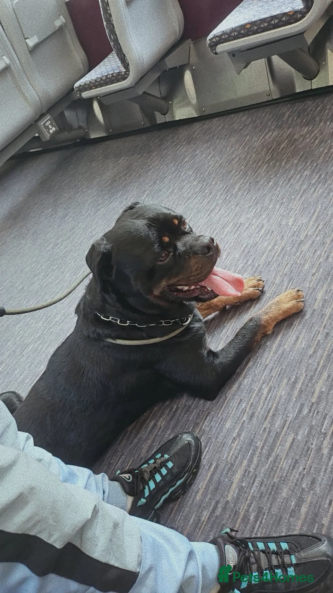 Rottweiler dogs for sale: Thito  in Rugeley - Advert 1
