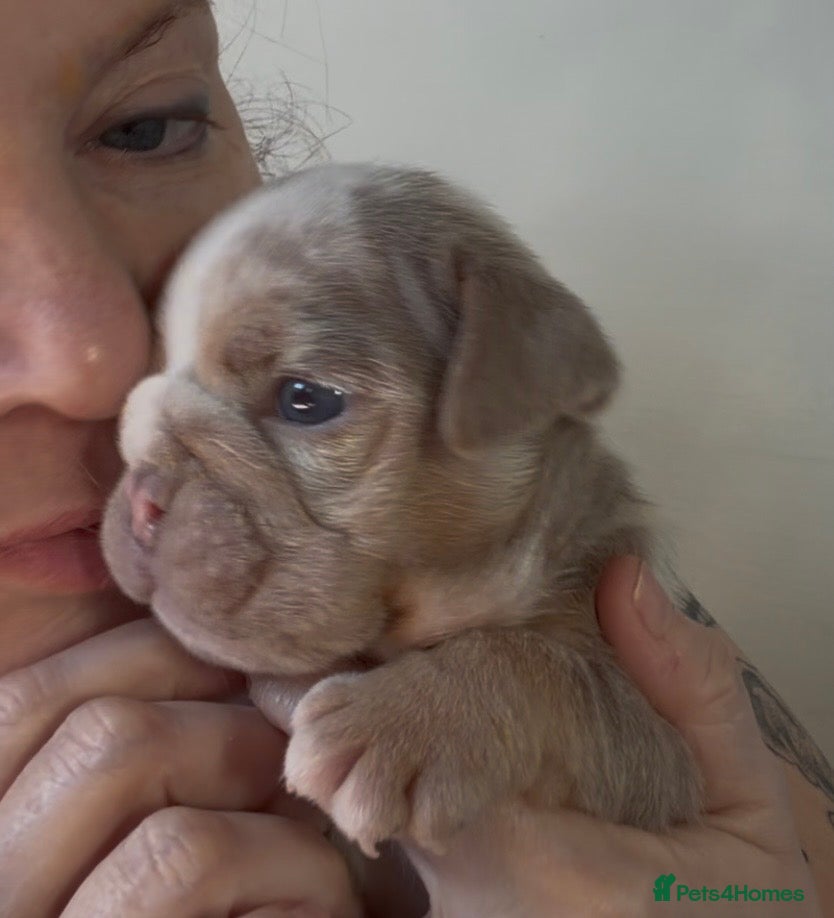 English Bulldog dogs 🏆 🏅KC reg ENGLISH BULLDOG pups 🏅🏆 - Advert 3