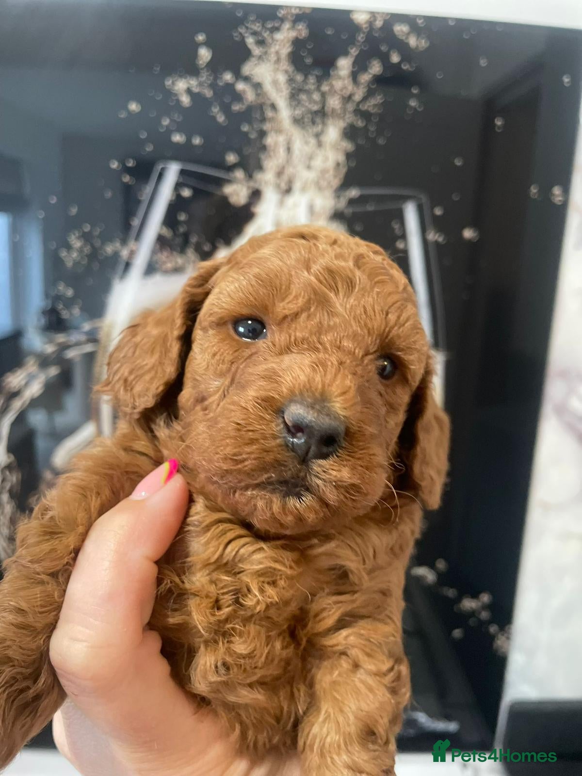 Cockapoo dogs Laboratory Health tested parents  - Advert 16