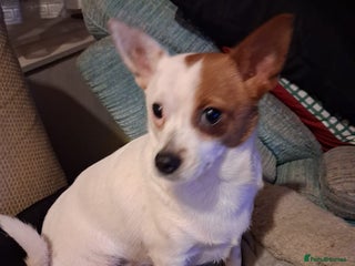 Mixed Breed dogs Brown and white female puppy - Advert 15