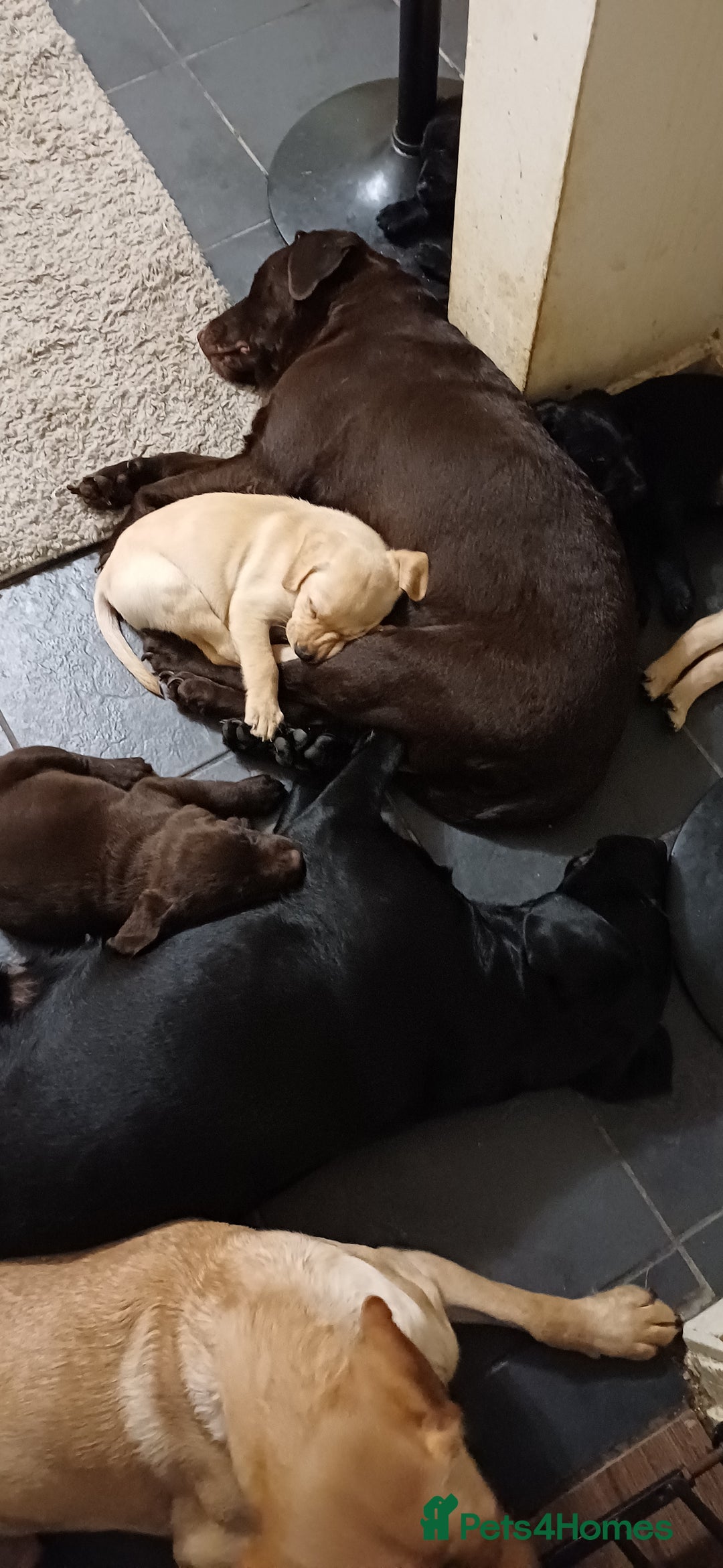 Labrador Retriever dogs for sale: PUPPIES 🐶 🐾  - Advert 19
