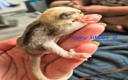 Sugar Glider rodents for sale: 4 baby sugar gliders ready 13th sept price each  - Image 19
