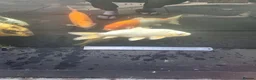 Koi Carp fish for sale: Koi /Orf /Tench- 11 in total in Wellingborough - Advert 7