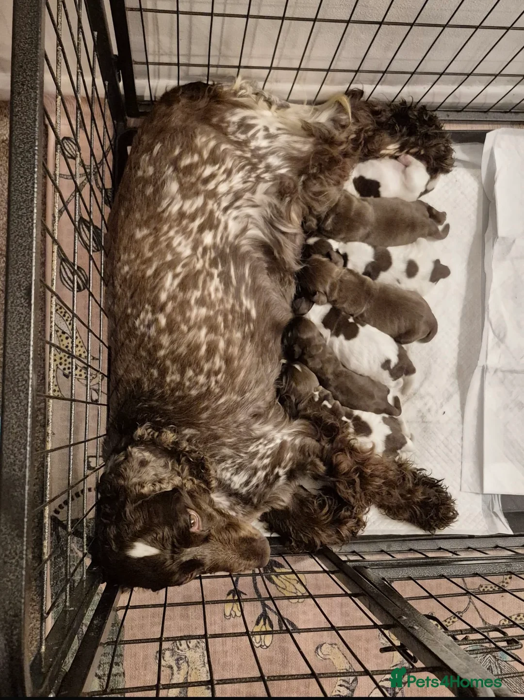 Cocker Spaniel dogs for sale: Show Cocker Puppies  - Advert 14