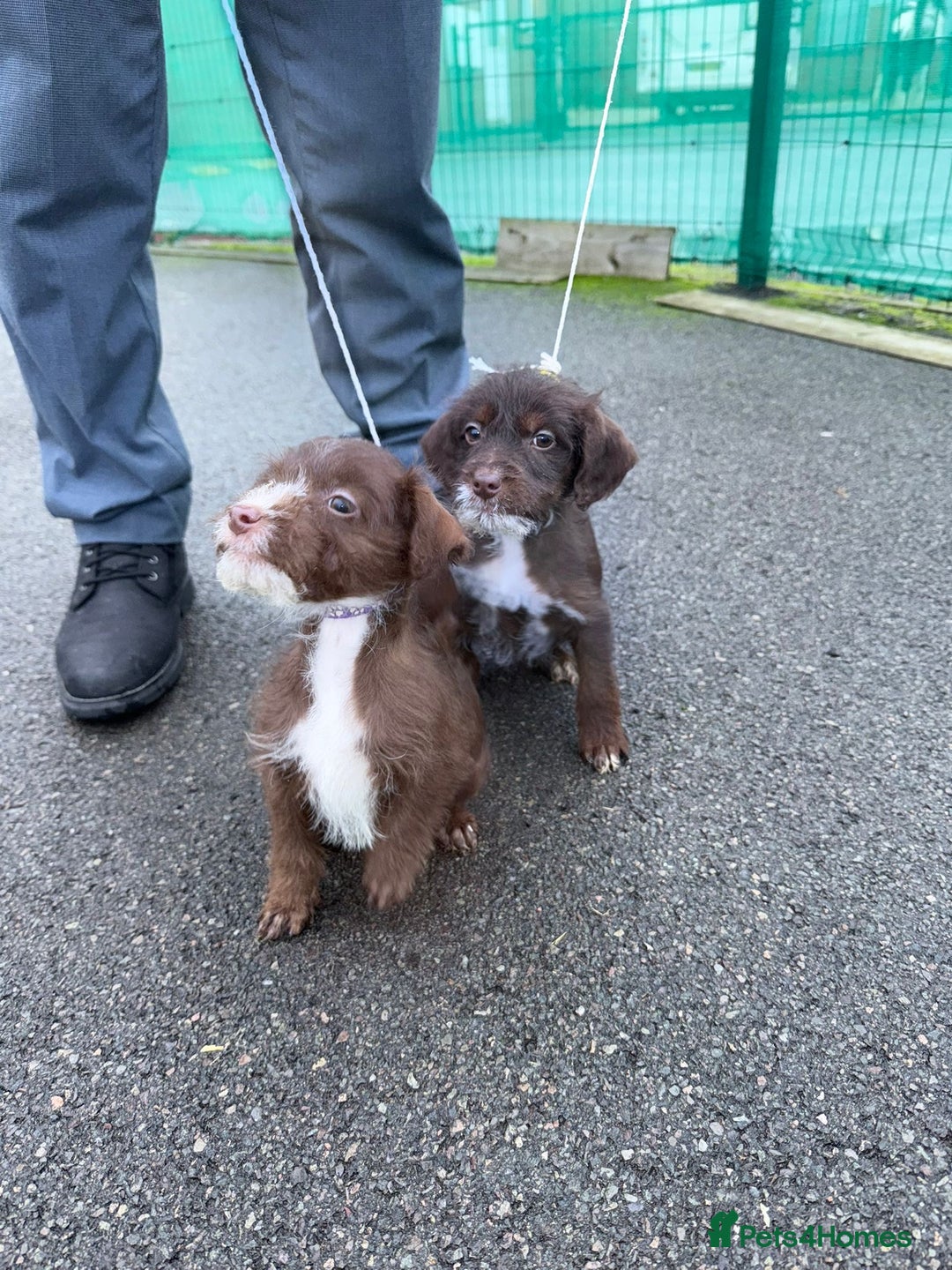 Mixed Breed dogs for sale: 4 puppies for sale 2 male and 2 female  - Advert 2