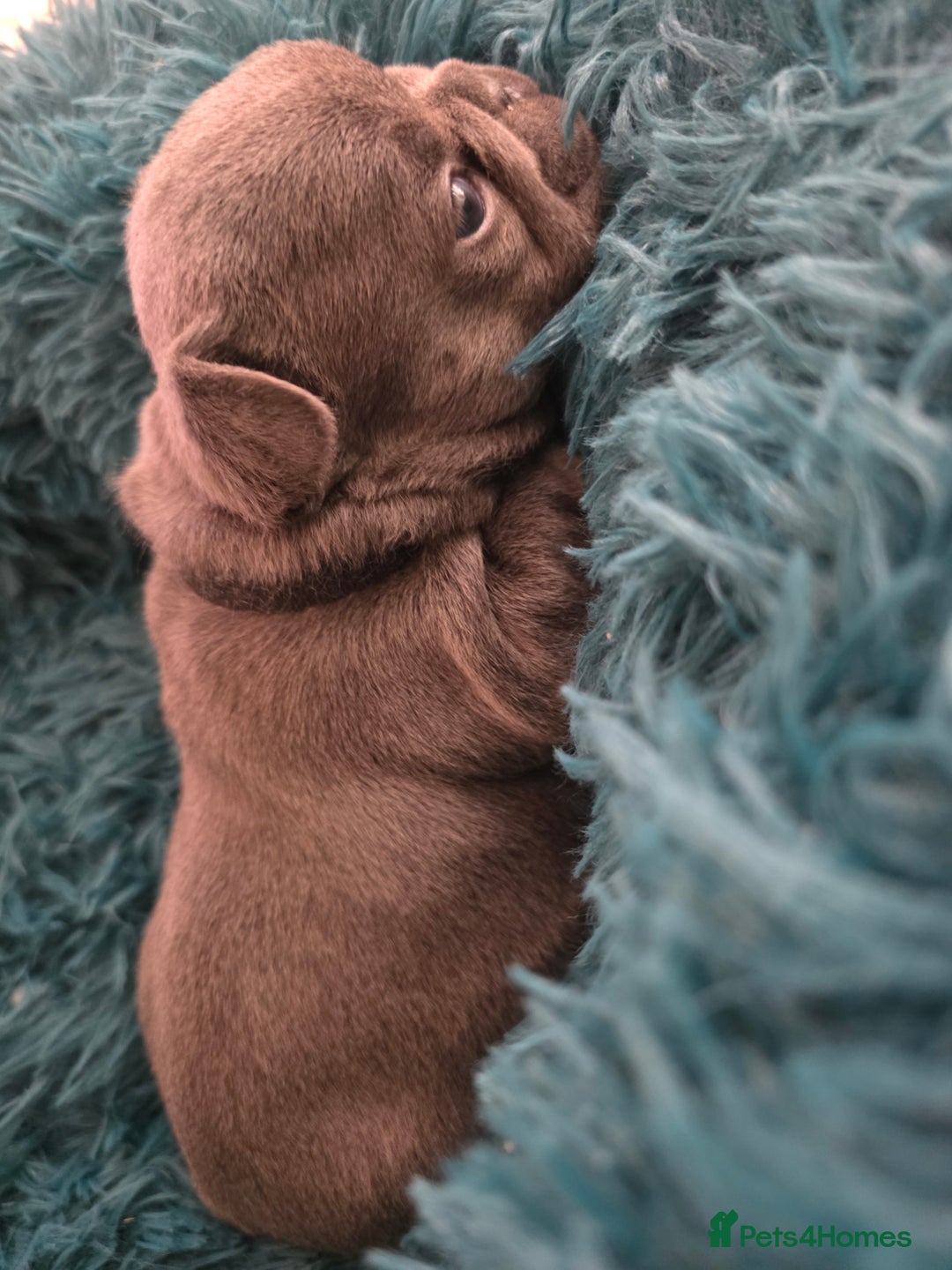 French Bulldog dogs for sale: Frenchie Puppies - Image 15