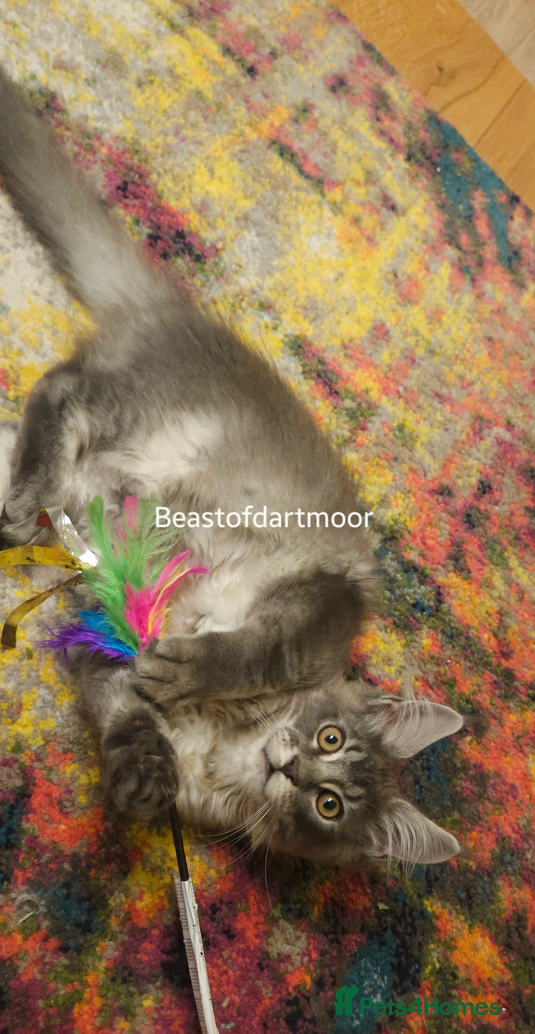 Maine Coon cats for sale: TICA Registered Maine Coon Kitten - Advert 8