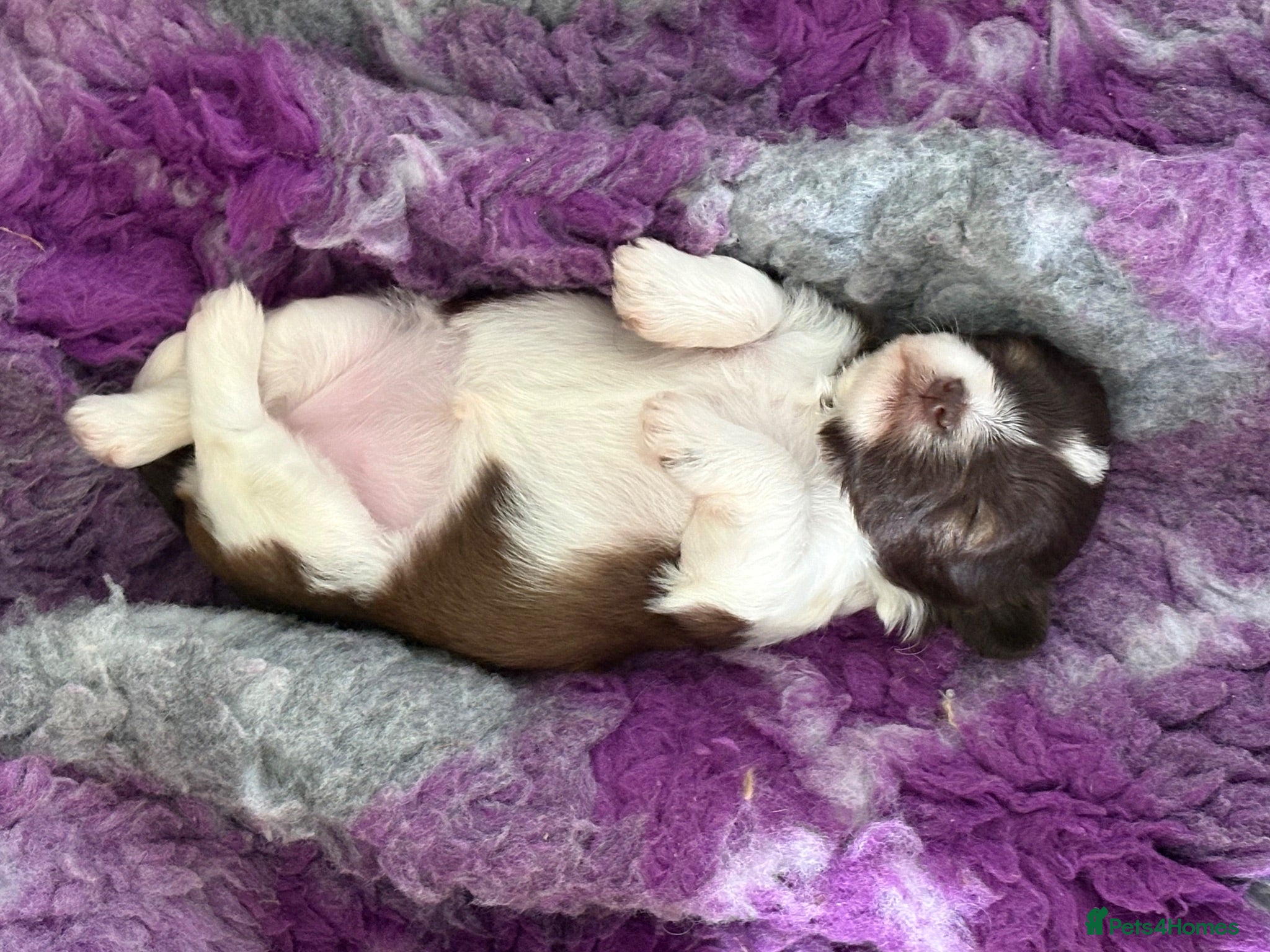 Miniature Schnauzer dogs Chocolate Parti Female Mini Schnauzers - Advert 3