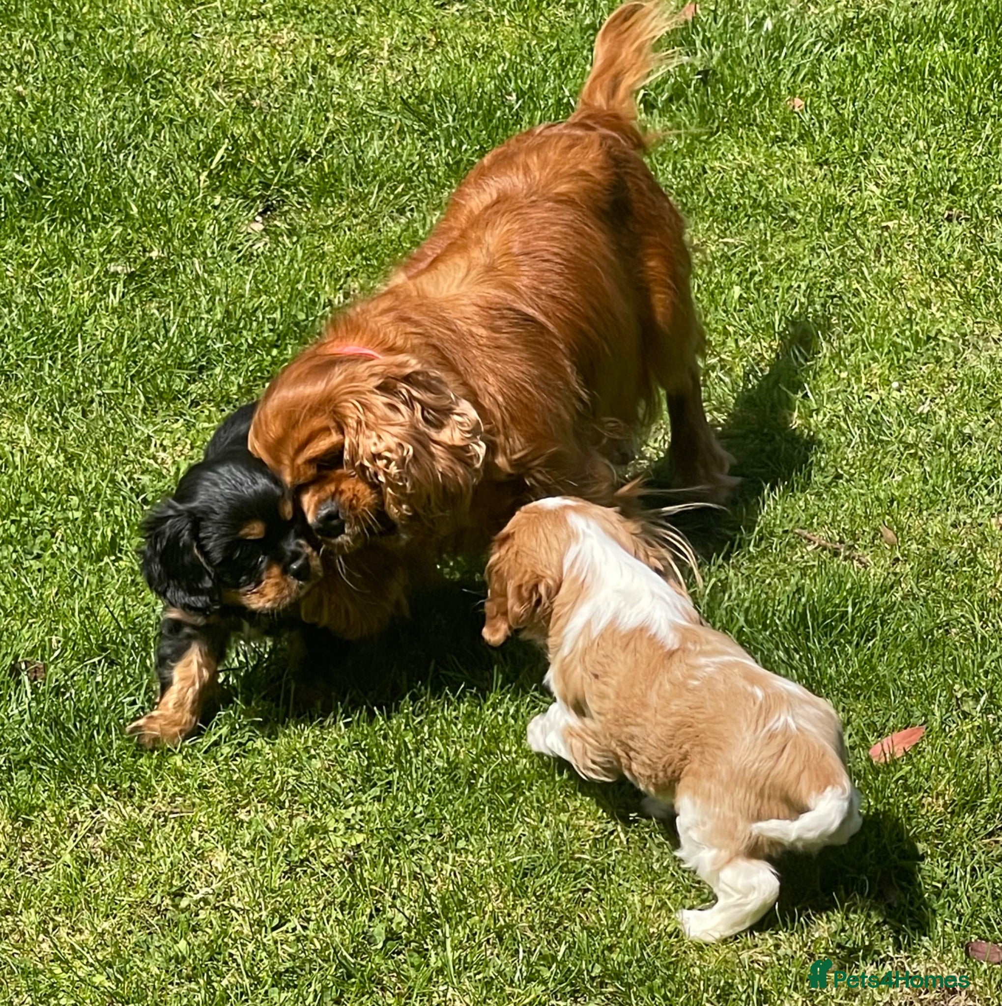 Cavalier King Charles Spaniel dogs Quality Cavalier King Charles puppy  - Advert 2