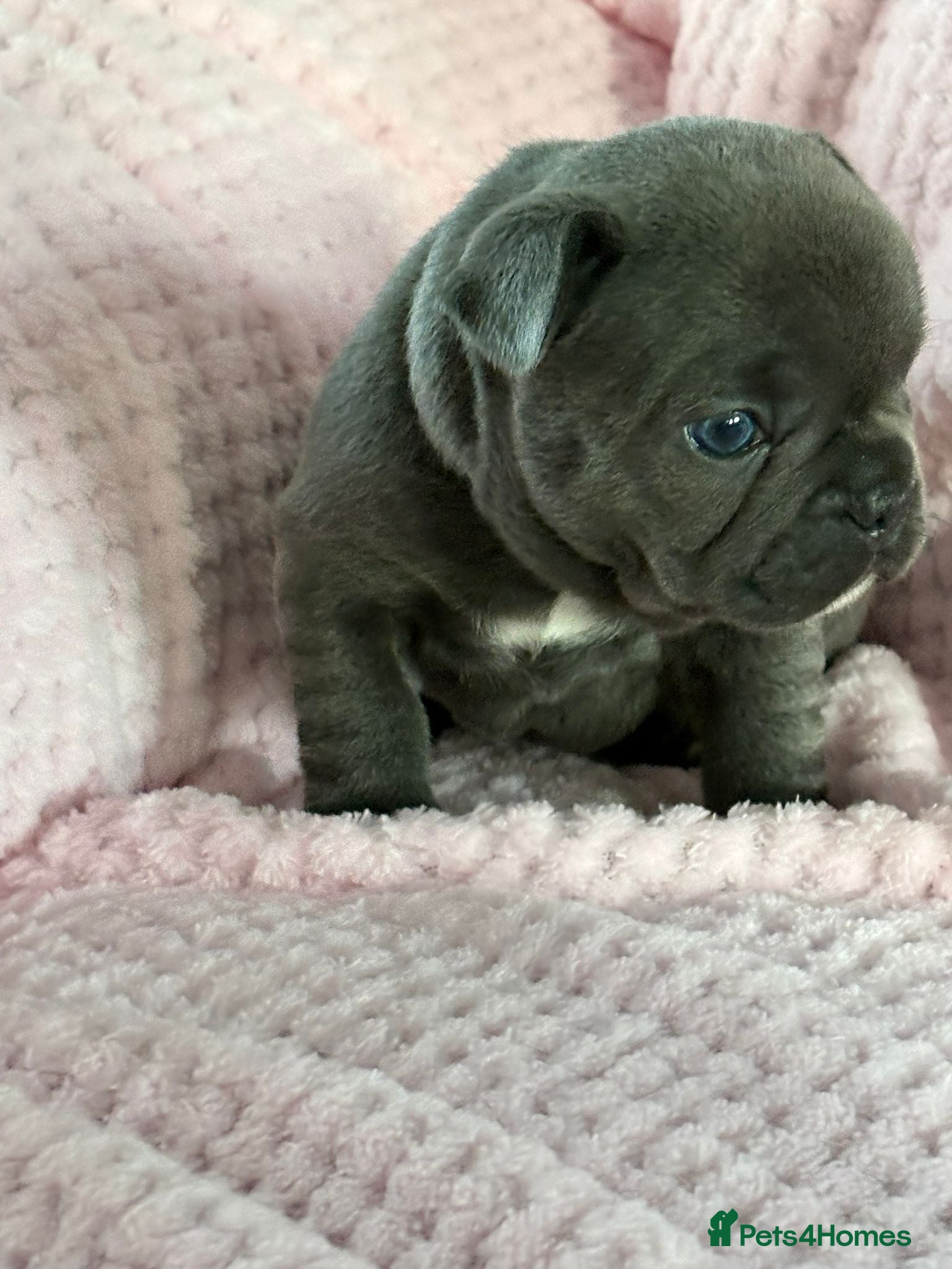 French Bulldog dogs Stunning litter of frenchies  - Advert 1