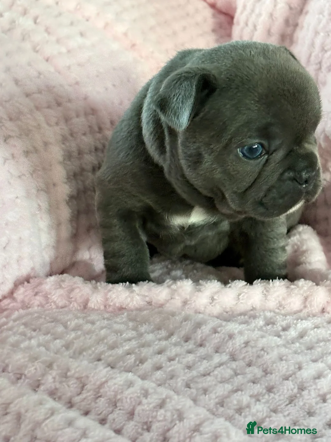 French Bulldog dogs for sale: Stunning litter of frenchies  - Advert 1