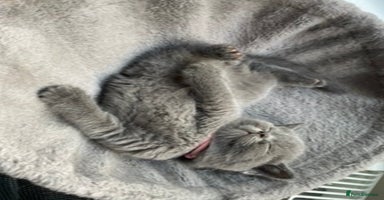 British Shorthair cats 💕Pure BSH Kittens – Family Raised, Ready NOW - Advert 1